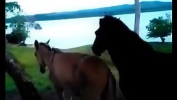 Horse fucking orgy natural - Animal sex