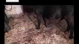 lecherous whore makes love to horses in stables