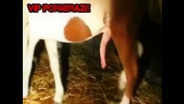horse doggy woman in the stable