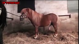 penis horse with condom