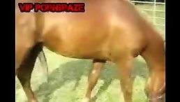 Horse And MAn