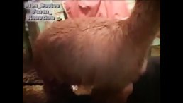 Fucking crazy animals porn