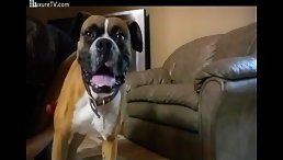 Dog Swallow for man