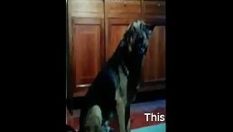 Mature want sex dog on floor