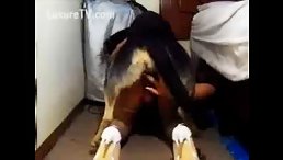 School Girl Fucked by Dog In Motel - Teen Fuck Dog