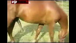 horse and horse
