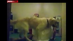 Sex Cam With Animal