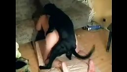 Tiny dog fucking hard chubby woman