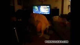 Having fun dinner with dog - dog porn
