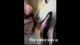 cam sex, sex dog, animal porn, porn dog, dog xxx