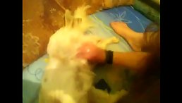 Horny girl masturbating with dog porn