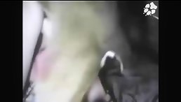 Dog sex fucking orgy his owner - Animals porn