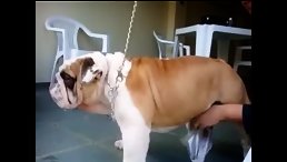 free dog fucks girl bigg sexfull hd download 720p
