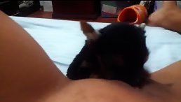 Litte Pet Licking pussy