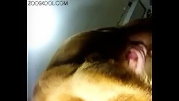 Smart big dog orgy fuck misstress
