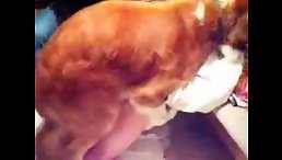 Fuck dog free animal porn