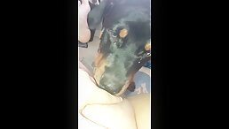 Puppy eats pussy