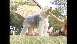 Short Movie - Animal porn