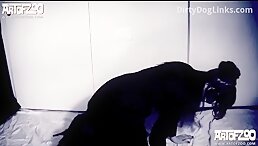 Free sex xxx zoo videos to watch and download.