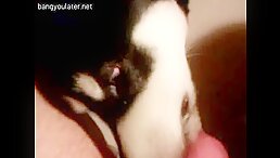 Watch high definition movies of an eager dick licking a malamute dog at ZooPorn.com, the best source for free sex films with zoo animals and zoophiles.
